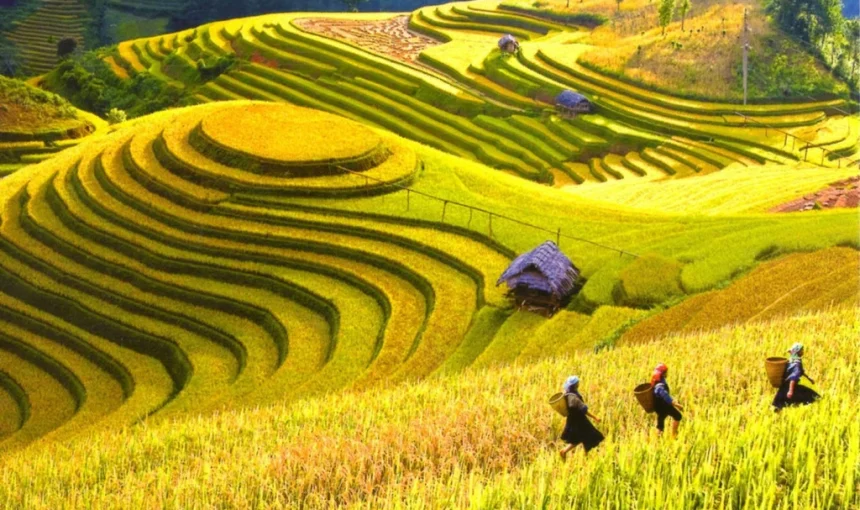 MU CANG CHAI – KHAU PHA PASS – TU LE